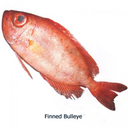 Chenna Vaarai - Finned Bulleye